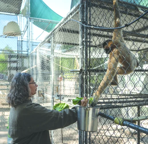 LA-area sanctuary cares for endangered gibbons for 50 years